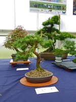 Scottish_Bonsai_Show_2012